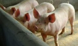 基因猪最新爆料,揭秘生物科技新突破