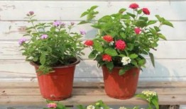 打假师姐爆料视频大全最新,视频大全深度解析